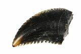 Rare, Troodon Tooth - Judith River Formation #144840-1